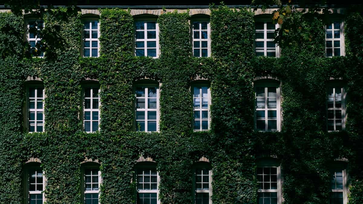 Ivy League Acceptance Rates for the Class of 2029
