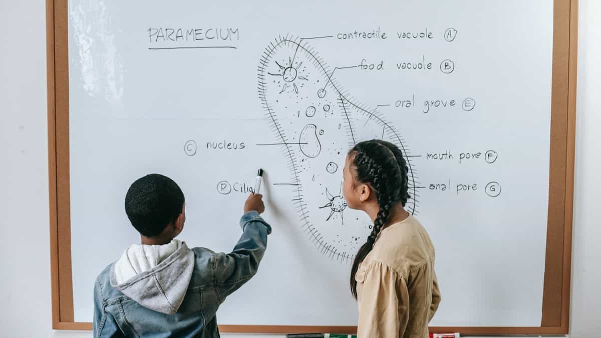 IB Biology: How To Ace the Course